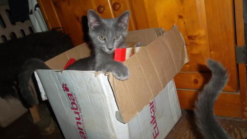 Russian Blue Kiskas- 2 left