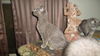 Russian Blue Kiskas- 2 left
