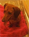 Chewey: 2 y, 9#, Mt. Orab