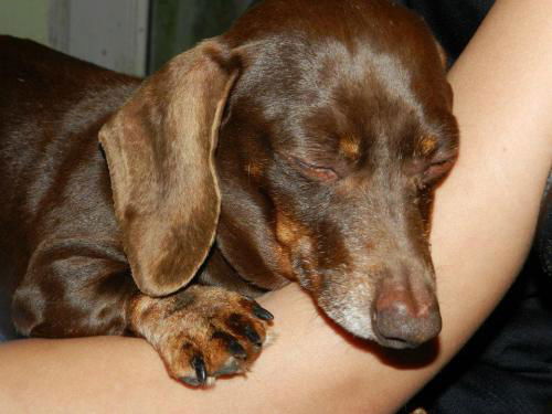 Snookie Dog