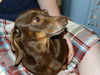 Snookie Dog