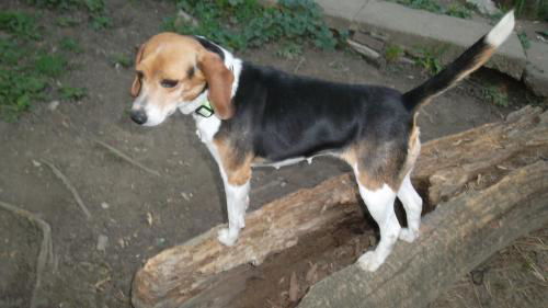 Lacy (Pocket beagle)