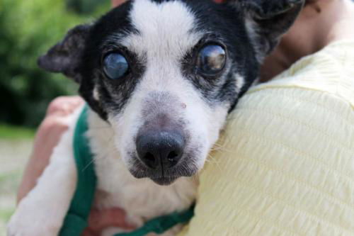 Holly: Hospice Needed