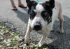 Holly: Hospice Needed