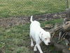 Toby