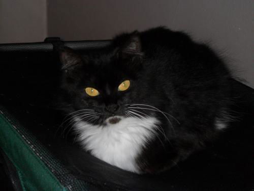 Miss Priss