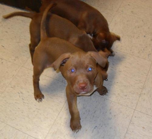 Lab/ Bully Mix Pups ALL ADOPTED!