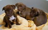 Lab/ Bully Mix Pups ALL ADOPTED!