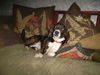 Dutchess