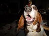 Purebred basset