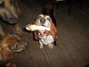 Purebred basset