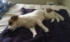 Augusta: ADOPTED!