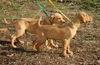 Grits: 3 months