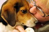 Hunter: Pleasant Plain, OH