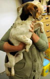 Hunter: Pleasant Plain, OH