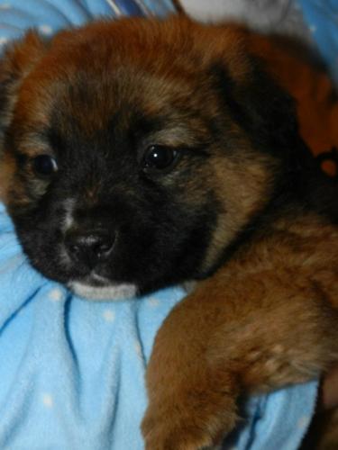 Little Bear