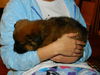 Little Bear