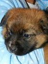 Little Bear