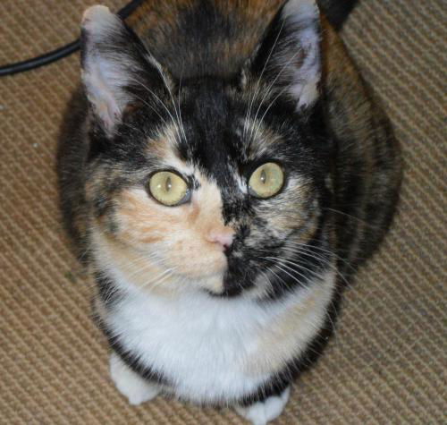 TigerLily