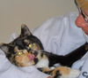 TigerLily