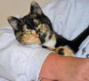 TigerLily
