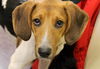 Mikey: 5 months, Purebred