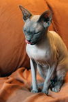 Mr. Bigglesworth