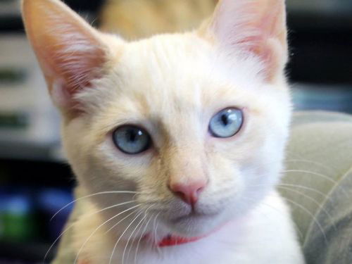 Snowball: 10 weeks