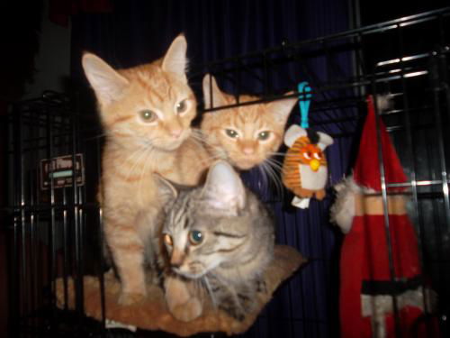 Tiger Trio