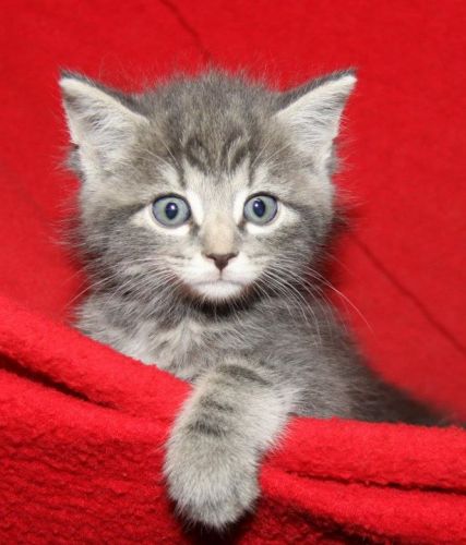 British Blue Babies
