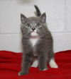 British Blue Babies