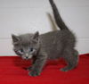 British Blue Babies