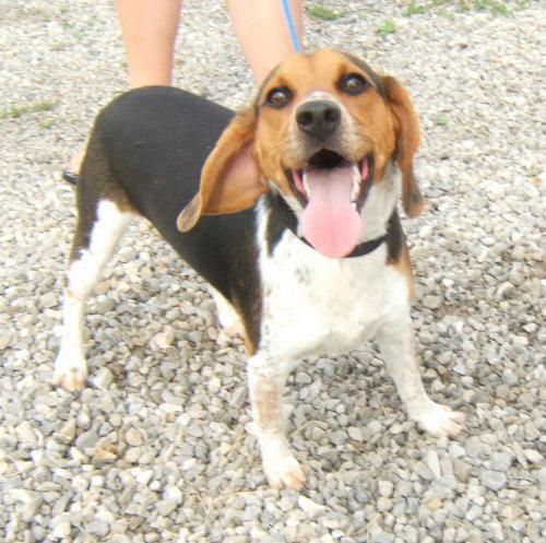 Tippy: Prison Dog