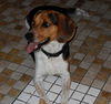 Tippy: Prison Dog