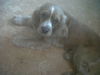 Skippy