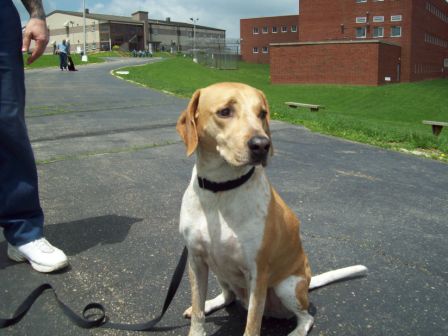 Ollie: Prison Dog