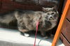 Lily: Leash Walker