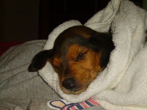 Sookie