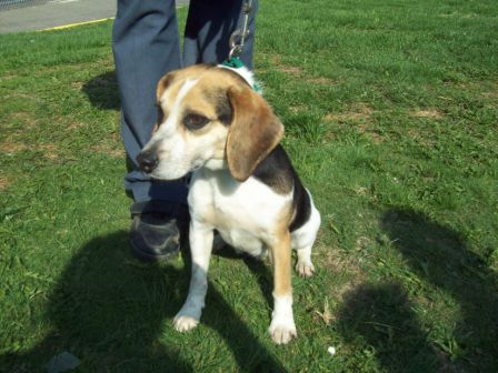 Goober: Prison Dog