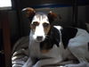 Topper: PUREBRED