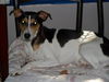 Topper: PUREBRED