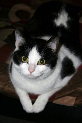 Rosie: Declawed!