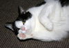 Rosie: Declawed!