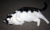 Rosie: Declawed!