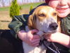 Little Lulu: 1 yr, 35#