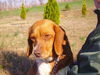 Mazzie
