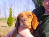 Mazzie