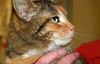 Toni Tigress