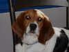 Lucy