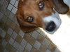 Lucy